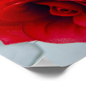 Poster Radiant Rose  (Coin)