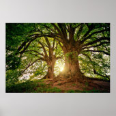 Poster Rafraîchir Nature Arbre Soleil Lumière Whimsical P (Devant)