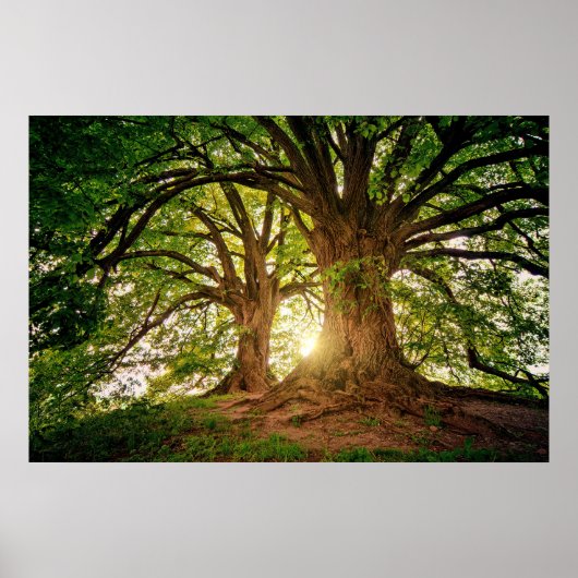 Poster Rafraîchir Nature Arbre Soleil Lumière Whimsical P (Devant)