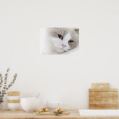 Poster Ragdoll (Cuisine)