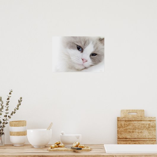 Poster Ragdoll (Cuisine)