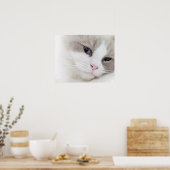 Poster Ragdoll (Cuisine)