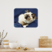 Poster Ragdoll Cat 9W082D-011 (Cuisine)