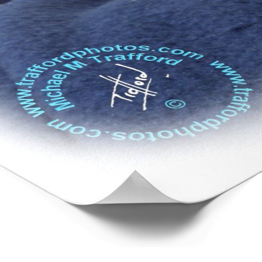 Poster Ragdoll Cat 9W082D-011 (Coin)