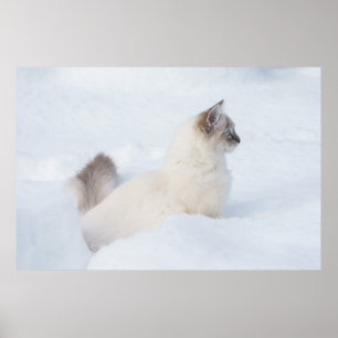 Poster Ragdoll dans l'affiche de neige