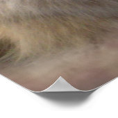 Poster Ragdoll holding single rose (Coin)