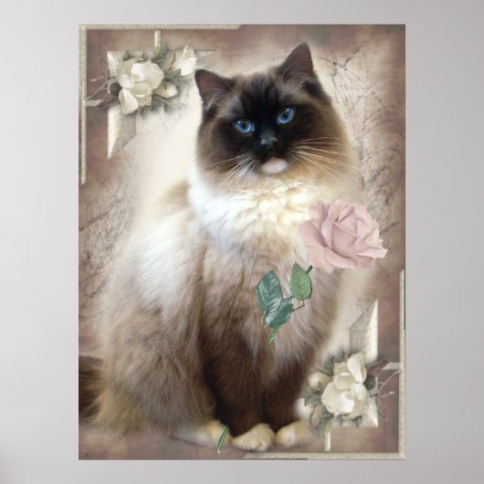 Poster Ragdoll holding single rose (Devant)