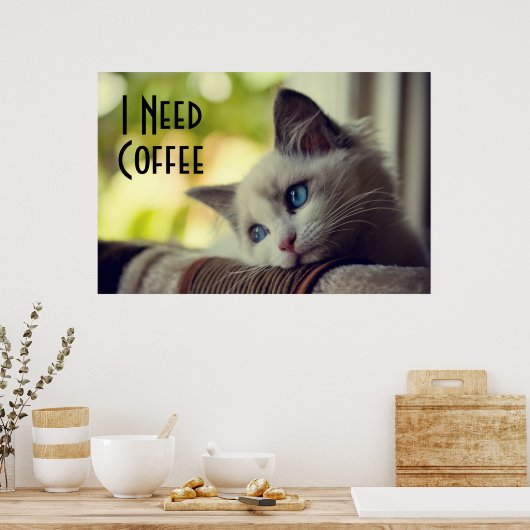 Poster Ragdoll Kitten (Cuisine)