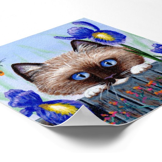 Poster Ragdoll Kitten Chat Siamese Birman (Coin)