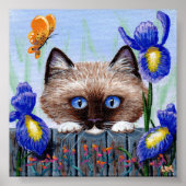 Poster Ragdoll Kitten Chat Siamese Birman (Devant)