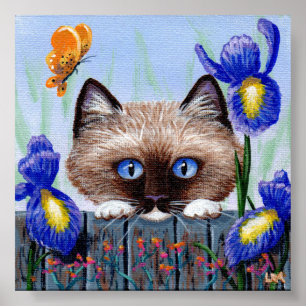 Poster Ragdoll Kitten Chat Siamese Birman