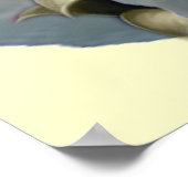 Poster Ragdoll Parfait Angel Kitten (Coin)