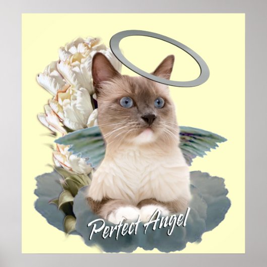 Poster Ragdoll Parfait Angel Kitten (Devant)