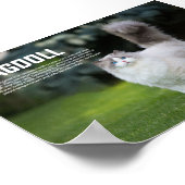 Poster Ragdoll race de chats (Coin)