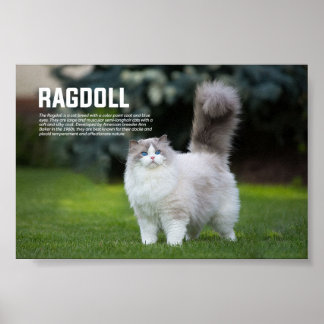 Poster Ragdoll race de chats