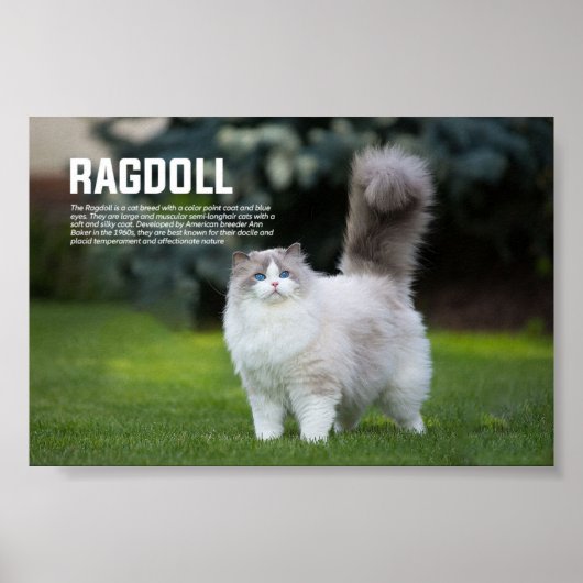 Poster Ragdoll race de chats (Devant)