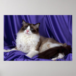 Poster Ragdoll, sceau bicolore