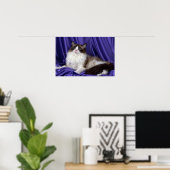 Poster Ragdoll, sceau bicolore (Bureau à domicile)