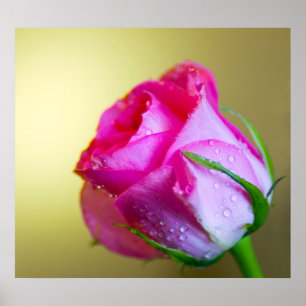 Poster Rain Drop Kisses of Nature on Pink Rose