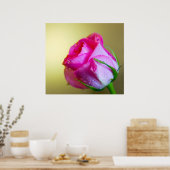 Poster Rain Drop Kisses of Nature on Pink Rose (Cuisine)