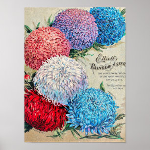 Poster Rainbow Asters Vintage Flower Seed Catalogue Art