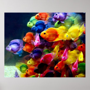 Poster Rainbow Fish