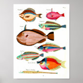 Poster Rainbow Fish and Friends (Devant)