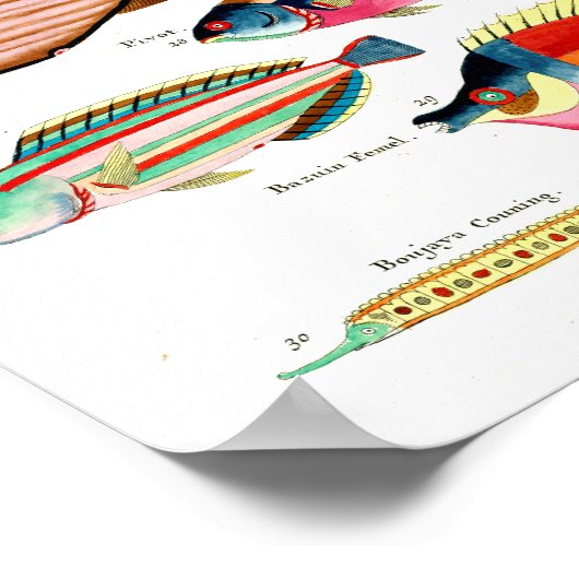 Poster Rainbow Fish and Friends (Coin)