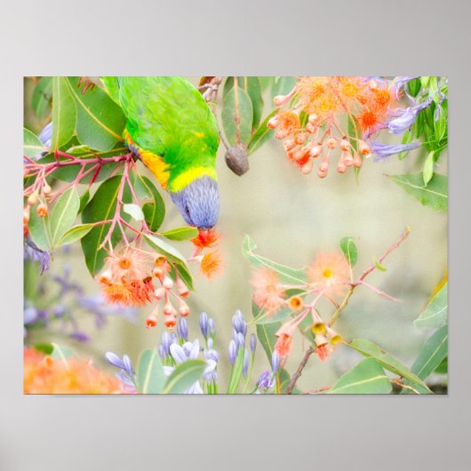 Poster Rainbow Lorikeet (Devant)