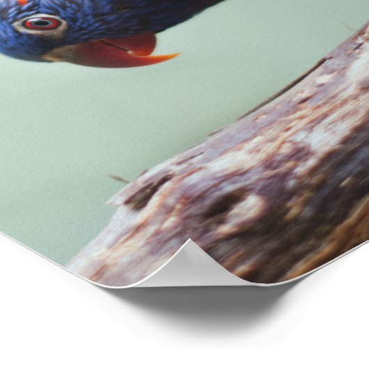 Poster Rainbow Lorikeet (Coin)