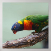 Poster Rainbow Lorikeet (Devant)