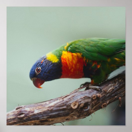 Poster Rainbow Lorikeet (Devant)