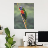 Poster Rainbow Lorikeet (Bureau à domicile)