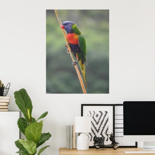 Poster Rainbow Lorikeet (Bureau à domicile)
