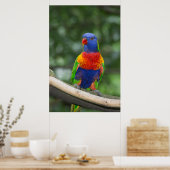 Poster Rainbow Lorikeet Portrait (Cuisine)