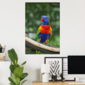 Poster Rainbow Lorikeet Portrait (Bureau à domicile)