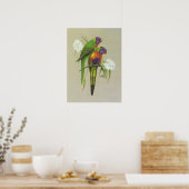 Poster Rainbow Lorikeet - Trichoglossus haematodus (Cuisine)