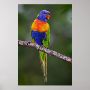 Poster Rainbow Lorikeet Trichoglossus Haematodus Parrot