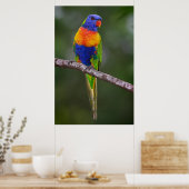 Poster Rainbow Lorikeet Trichoglossus Haematodus Parrot (Cuisine)