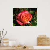Poster Rainbow Sorbet Floribunda Rose 139 (Cuisine)