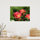 Poster Rainbow Sorbet Floribunda Rose 140 (Cuisine)