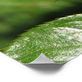 Poster Rainbow Sorbet Floribunda Rose 140 (Coin)