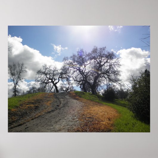 Poster Rainbow Tree Pittoresque Randonnée Nature Photogra (Devant)
