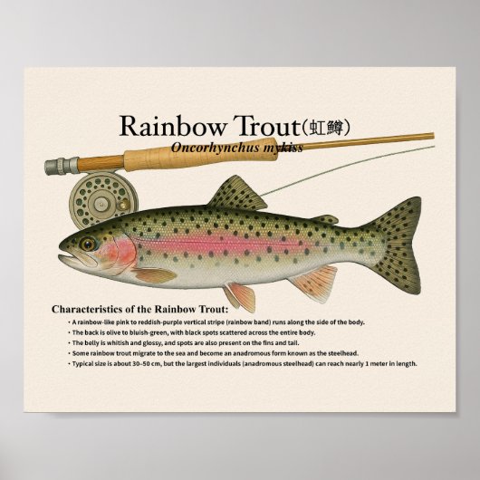 Poster Rainbow Trout – English Art Print (Devant)