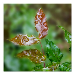 Poster Raindrops