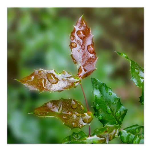 Poster Raindrops (Devant)