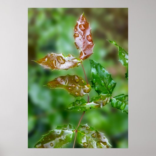 Poster Raindrops (Devant)