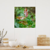 Poster Raindrops (Cuisine)