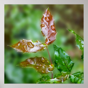 Poster Raindrops