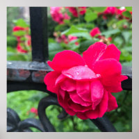 Raindrops Rose Flower Roses Rainy Day NYC